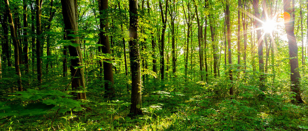 tree forest